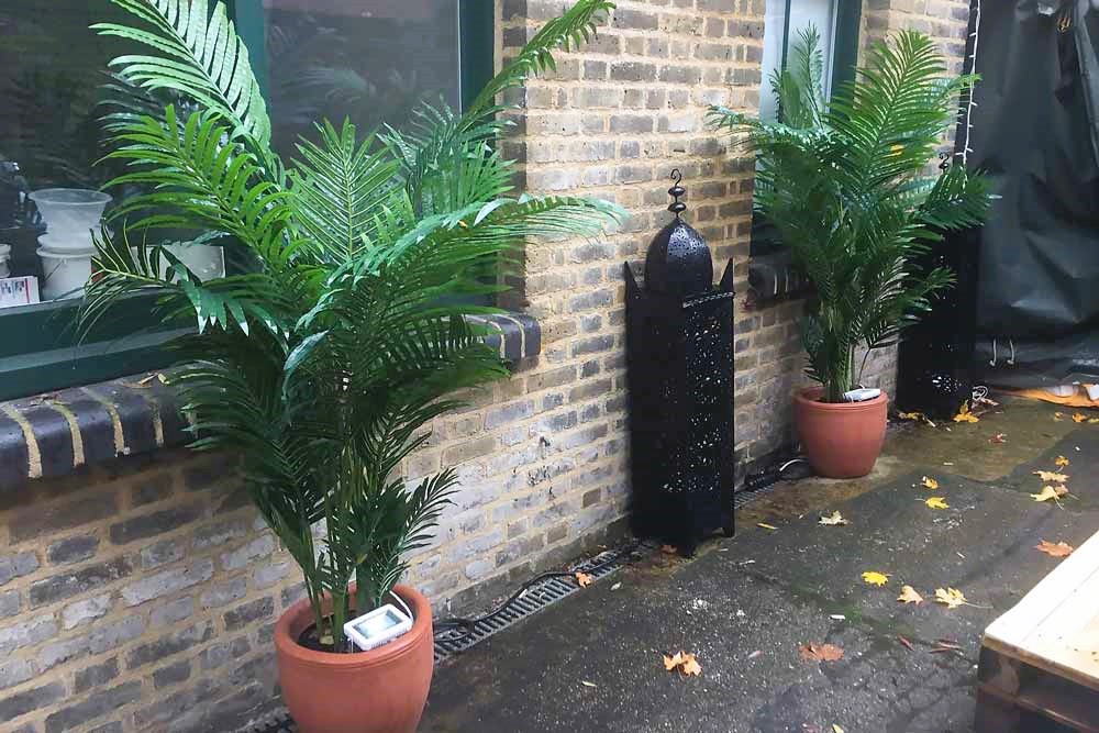 Outdoor Palm Trees - Exotic Event Decor